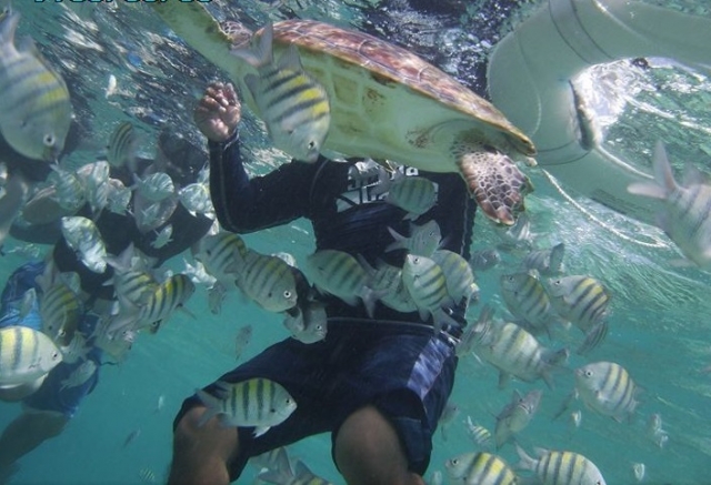  mergulho com snorkel com tartarugas 